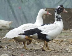 Pokazom towarzyszy dobra zabawa...